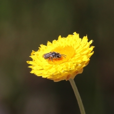 Unidentified Bee (Hymenoptera, Apiformes) at Glenroy, NSW - 26 Sep 2021 by Kyliegw