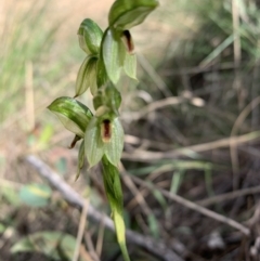 Bunochilus umbrinus (Broad-sepaled Leafy Greenhood) at Downer, ACT - 26 Sep 2021 by BronClarke