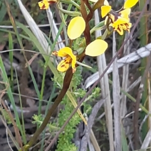 Diuris nigromontana at Bruce, ACT - 27 Sep 2021