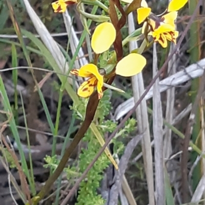 Diuris nigromontana (Black Mountain Leopard Orchid) at Bruce, ACT - 27 Sep 2021 by alell
