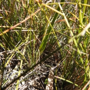 Thelymitra juncifolia at Berlang, NSW - suppressed