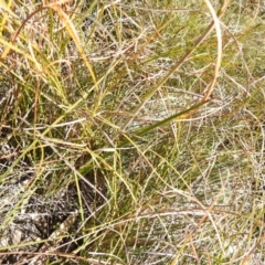 Thelymitra juncifolia at Berlang, NSW - suppressed