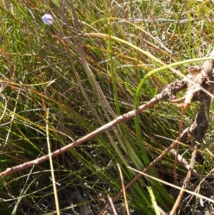 Thelymitra juncifolia at Berlang, NSW - suppressed