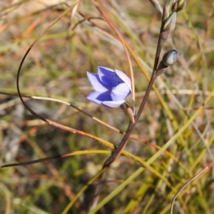 Thelymitra juncifolia at Berlang, NSW - suppressed