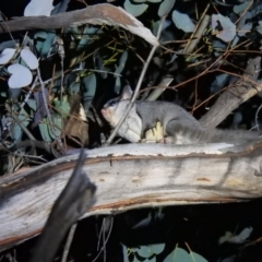 Petaurus notatus (Krefft’s Glider, Sugar Glider) at Carwoola, NSW - 26 Sep 2021 by Liam.m