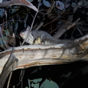 Petaurus notatus at Carwoola, NSW - 26 Sep 2021