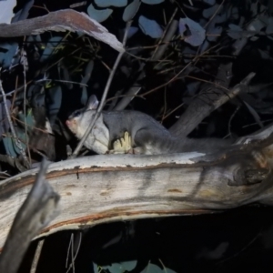 Petaurus notatus at Carwoola, NSW - suppressed