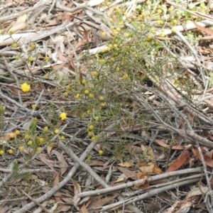 Acacia brownii at Krawarree, NSW - suppressed