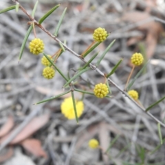 Acacia brownii at Krawarree, NSW - suppressed