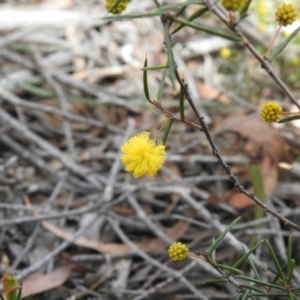 Acacia brownii at Krawarree, NSW - suppressed