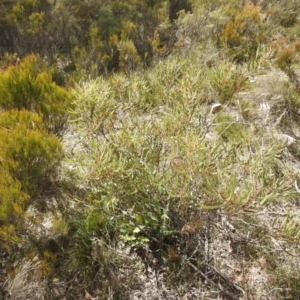 Hakea dactyloides at Krawarree, NSW - suppressed