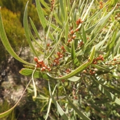 Hakea dactyloides at Krawarree, NSW - suppressed