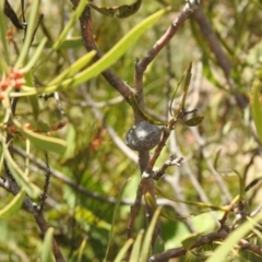 Hakea dactyloides at Krawarree, NSW - suppressed