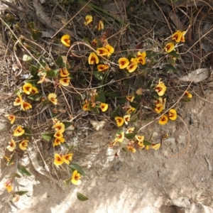 Mirbelia platylobioides at Krawarree, NSW - suppressed