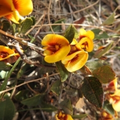 Mirbelia platylobioides at Krawarree, NSW - suppressed