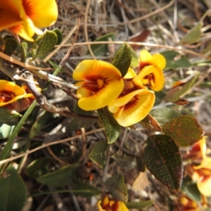 Mirbelia platylobioides at Krawarree, NSW - suppressed