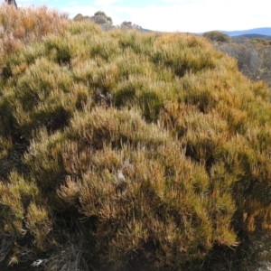 Allocasuarina nana at Krawarree, NSW - 27 Sep 2021