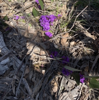 Hardenbergia violacea (False Sarsaparilla) at Tombong, NSW - 18 Sep 2021 by BlackFlat