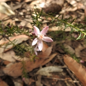 Philotheca salsolifolia subsp. salsolifolia at Krawarree, NSW - suppressed