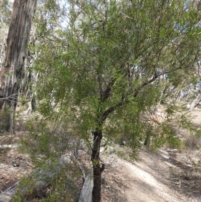 Persoonia linearis (Narrow-leaved Geebung) at Deua National Park (CNM area) - 27 Sep 2021 by Liam.m