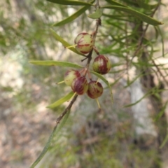 Persoonia linearis at Krawarree, NSW - suppressed