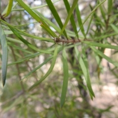 Persoonia linearis at Krawarree, NSW - suppressed