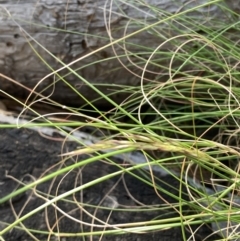Rytidosperma sp. (Wallaby Grass) at Corrowong, NSW - 26 Nov 2022 by BlackFlat