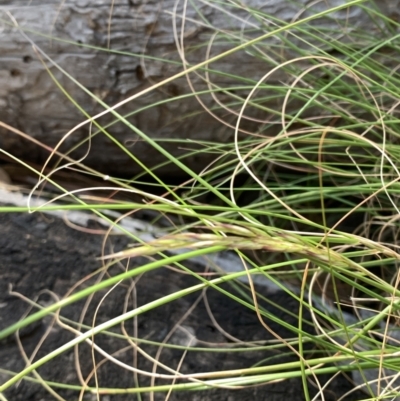 Rytidosperma sp. (Wallaby Grass) at Corrowong, NSW - 27 Nov 2022 by BlackFlat