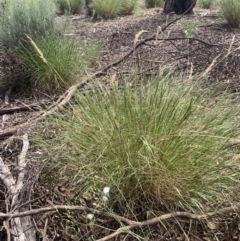 Rytidosperma sp. at Corrowong, NSW - 27 Nov 2022