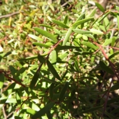 Persoonia subvelutina at Krawarree, NSW - 27 Sep 2021 by Liam.m