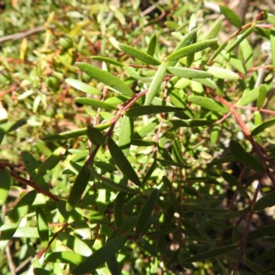 Persoonia subvelutina at Krawarree, NSW - 27 Sep 2021 by Liam.m