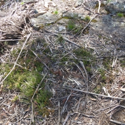 Dillwynia prostrata (Matted Parrot-pea) at Krawarree, NSW - 27 Sep 2021 by Liam.m