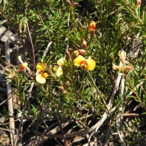 Dillwynia prostrata at Krawarree, NSW - suppressed