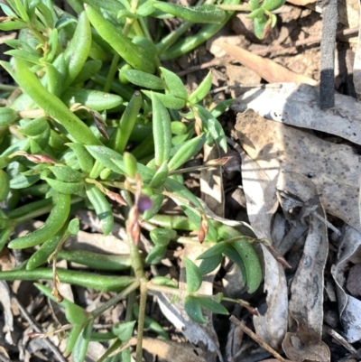 Calandrinia sp. (A Purslane) at Black Flat at Corrowong - 18 Sep 2021 by BlackFlat