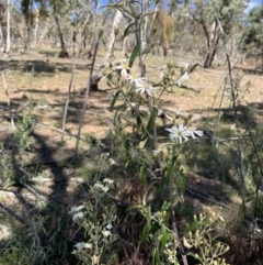 Olearia lirata (Snowy Daisybush) at Tombong, NSW - 18 Sep 2021 by BlackFlat