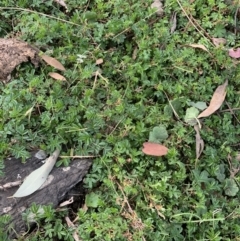 Acaena novae-zelandiae (Bidgee Widgee) at Black Flat at Corrowong - 18 Sep 2021 by BlackFlat