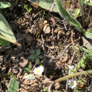 Erophila verna at Corrowong, NSW - 19 Sep 2021