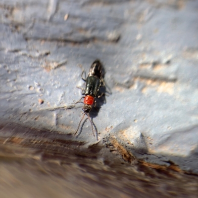 Carphurus sp. (genus) (Soft-winged flower beetle) at Murrumbateman, NSW - 27 Sep 2021 by SimoneC