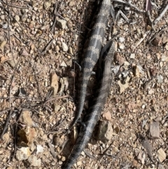 Tiliqua scincoides scincoides (Eastern Blue-tongue) at Paddys River, ACT - 27 Sep 2021 by ChrisHolder