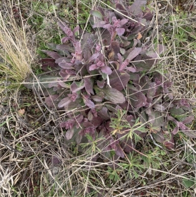 Ajuga australis (Austral Bugle) at Corrowong, NSW - 22 Sep 2021 by BlackFlat