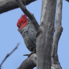 Callocephalon fimbriatum (Gang-gang Cockatoo) at Bruce Ridge to Gossan Hill - 27 Sep 2021 by AlisonMilton