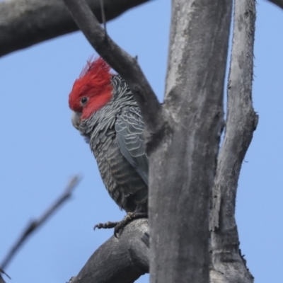 Callocephalon fimbriatum (Gang-gang Cockatoo) at Bruce Ridge to Gossan Hill - 27 Sep 2021 by AlisonMilton