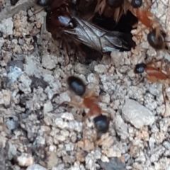 Camponotus nigriceps (Black-headed sugar ant) at Bruce Ridge to Gossan Hill - 27 Sep 2021 by alell