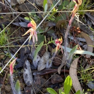 Caladenia actensis at suppressed - suppressed