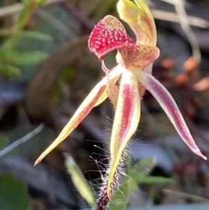 Caladenia actensis at suppressed - suppressed