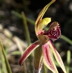 Caladenia actensis at suppressed - 22 Sep 2021