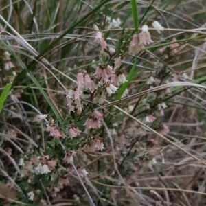 Cryptandra amara at Bruce, ACT - 24 Sep 2021