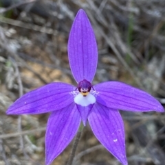 Glossodia major (Wax Lip Orchid) at Denman Prospect, ACT - 24 Sep 2021 by AJB