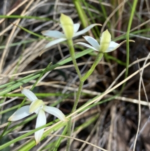 Caladenia ustulata at Denman Prospect, ACT - suppressed