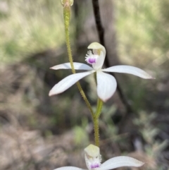 Caladenia ustulata at Denman Prospect, ACT - suppressed